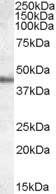 AS160 Antibody