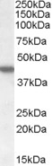 ASF1A Antibody
