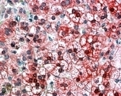 AXIN1 Antibody