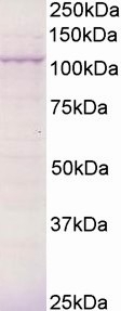 BCAR3 Antibody