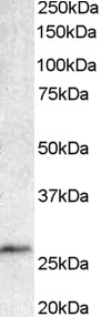 BCL7A Antibody