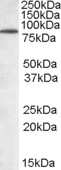 BERP Antibody