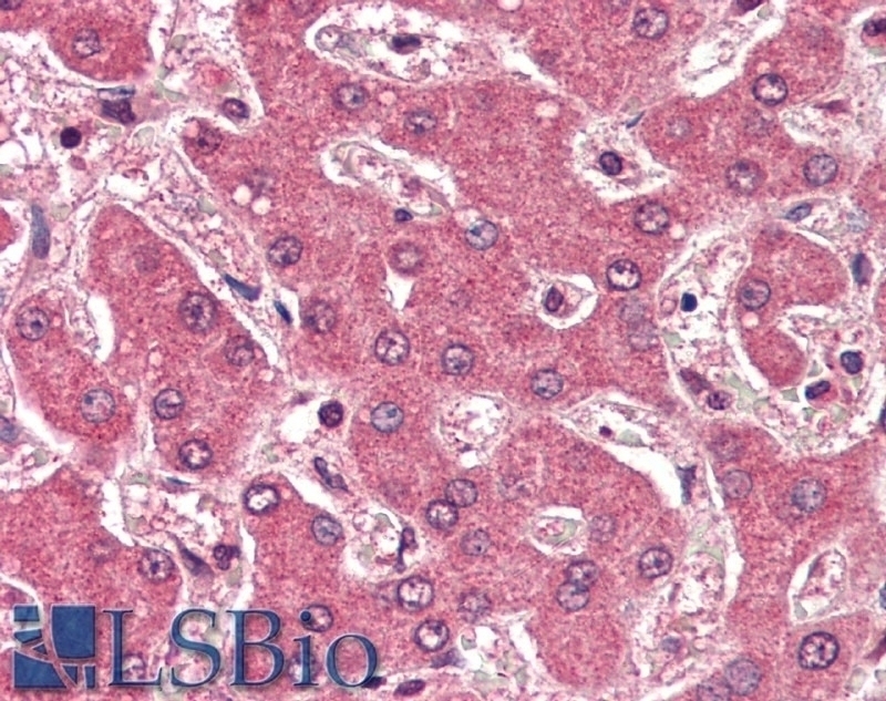 BIN1 Antibody