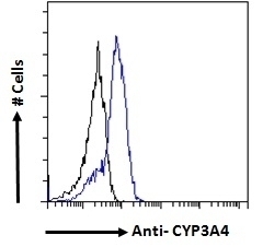 Brain Creatine Kinase Antibody