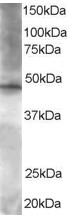 BRF2 Antibody