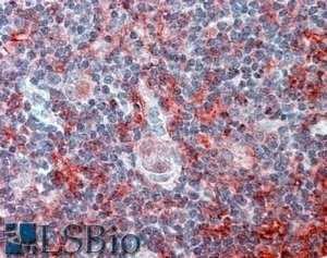 Bruno-like 5 Antibody