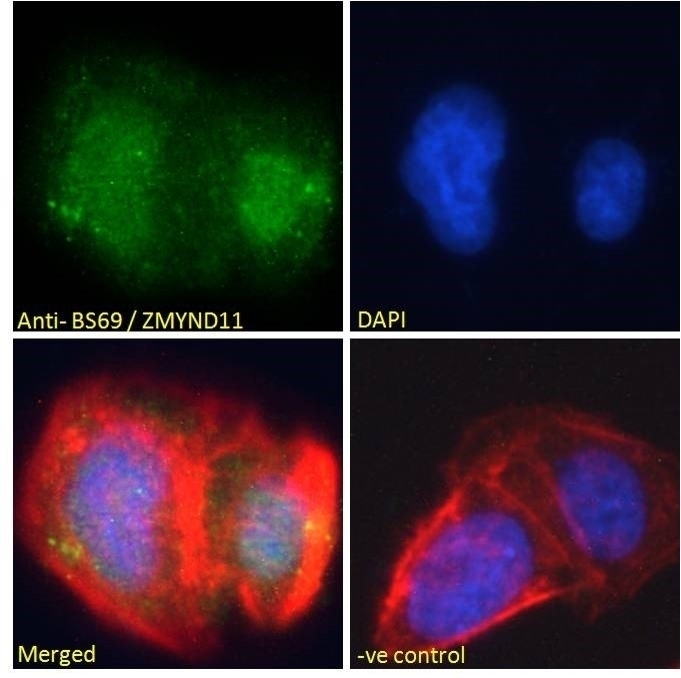 BS69 Antibody