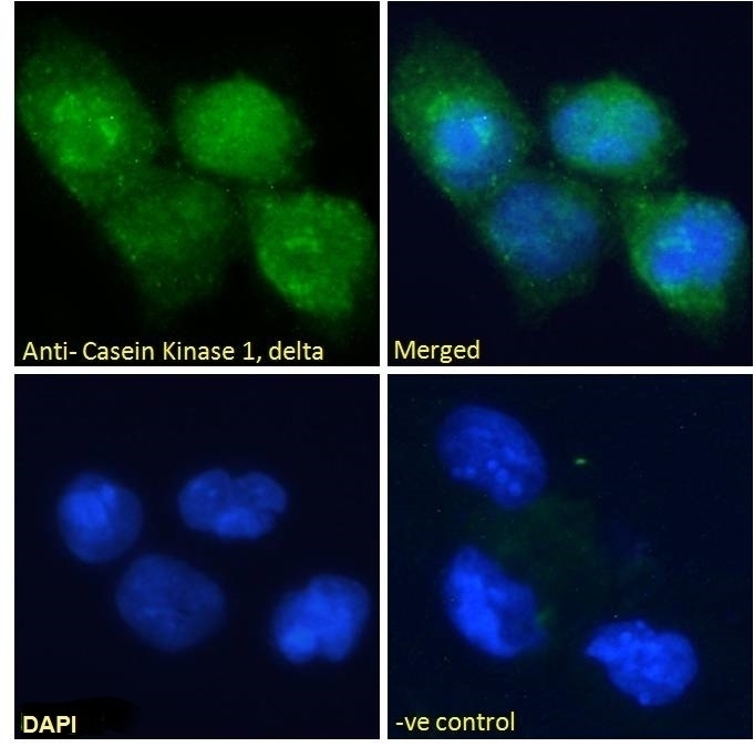 Casein Kinase 1 Antibody