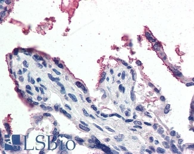 GPX3 Antibody