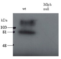 Melanophilin Antibody