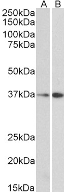 MRG15 Antibody