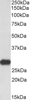 Npy2r Antibody