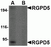 RGPD5 Peptide