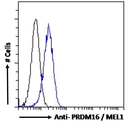 PRDM16 Antibody