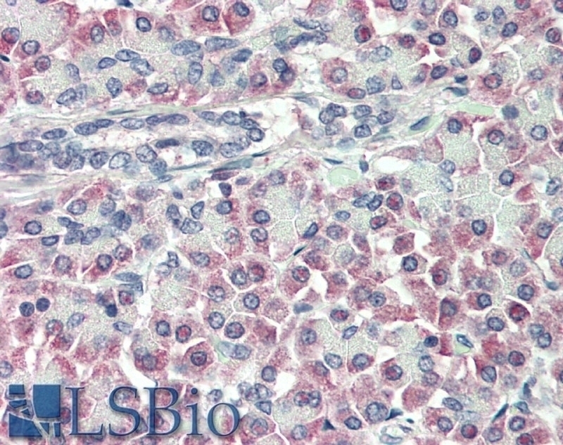 Prealbumin Antibody