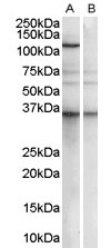 PUM2 Peptide