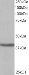 SIRT4 Antibody