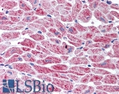 SNM1 Antibody