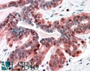 SNX12 Antibody