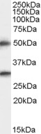 Spinesin Antibody