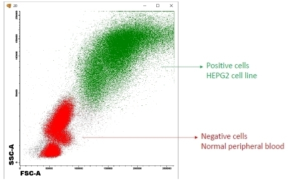 Stearoyl-CoA desaturase Antibody
