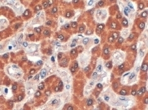 Syntenin 2 Antibody
