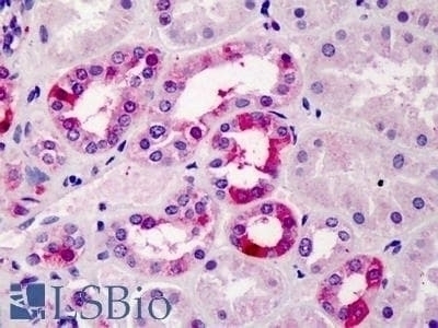 Tcfec Antibody