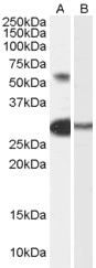 TCFL5 Peptide