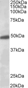 TEB4 Antibody