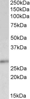 Tensin-1 Antibody