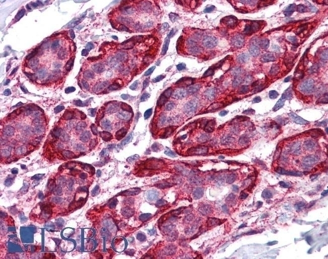 THRA Antibody