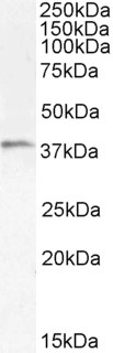 TIM-3 Antibody