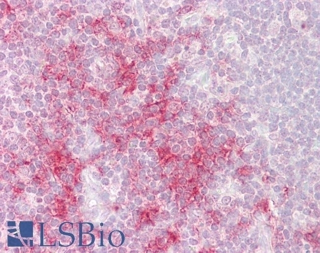 TRAF1 Antibody