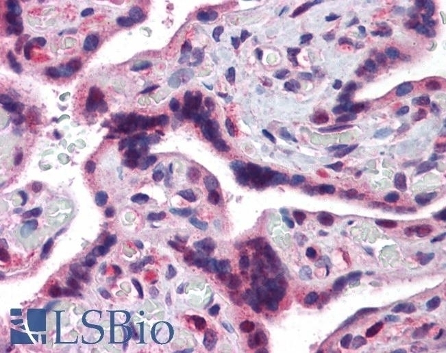 TRAF2 Antibody
