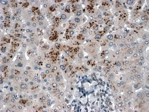 USP15 Antibody