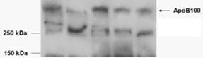 USP28 Antibody
