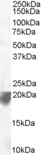 VPS29 Antibody