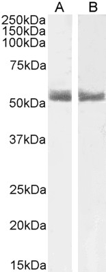WASP Antibody