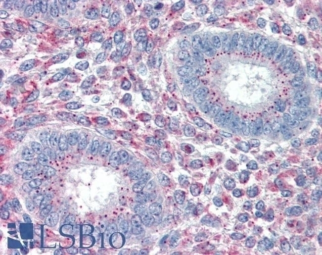 WISP1 Antibody