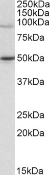 WRNIP1 Antibody
