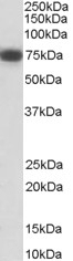 Ymer Antibody