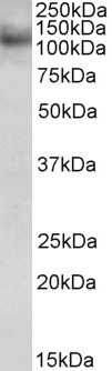 Zibra Antibody
