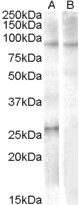 APOBEC2 Peptide