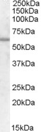 APOBEC2 Antibody