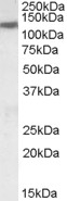 B3GNT2 Antibody