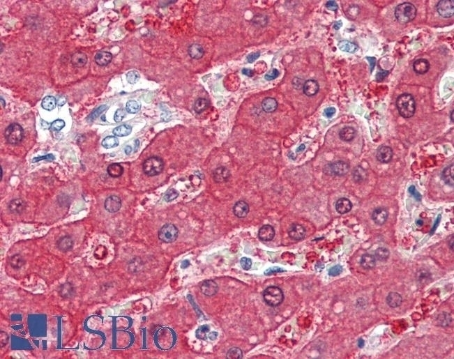 BHMT Antibody