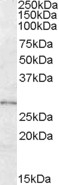 BOC Antibody