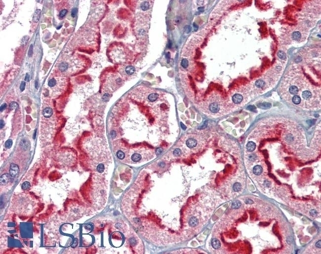 APOBEC3G Antibody