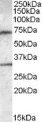TROP2 Antibody