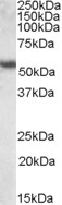 ApoL1 Antibody
